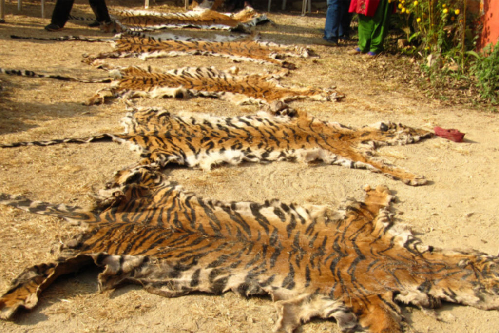 China libera a venda de ossos de tigres e chifres de rinocerontes