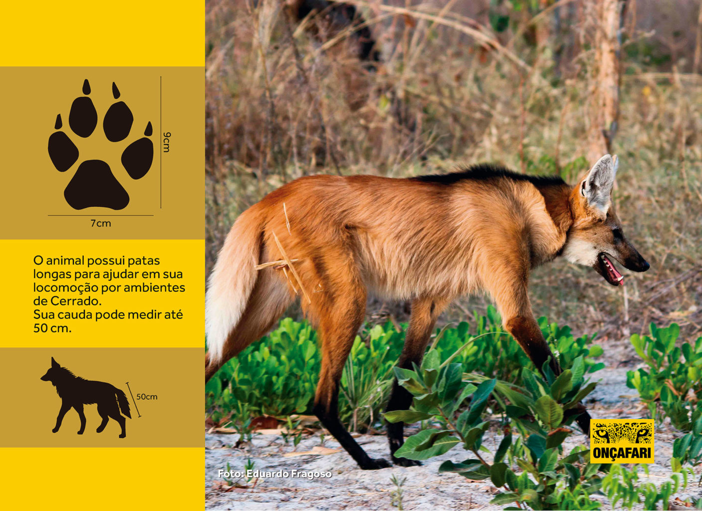 Lobo-guará - Onçafari