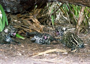 Filhotes-Esperanca---MH Filhotes-Esperanca---MH