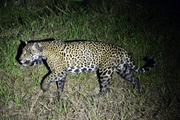 Gaia---Cynthia-Lebrao---2017-(2) Gaia---Cynthia-Lebrao---2017-(2)