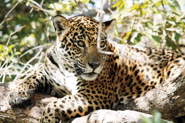 gaia-galeria-1 gaia-galeria-1