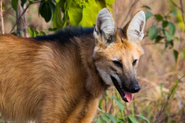 lobo-guara-oncafari-04