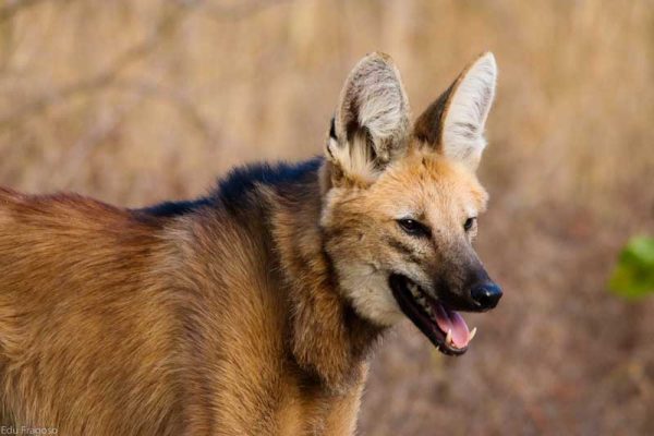 lobo-guara-oncafari-05