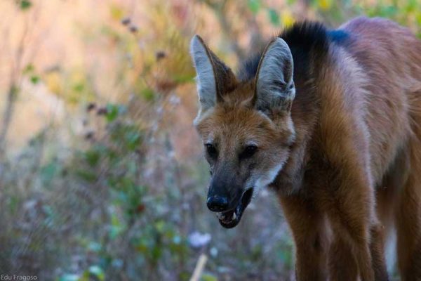 lobo-guara-oncafari-06