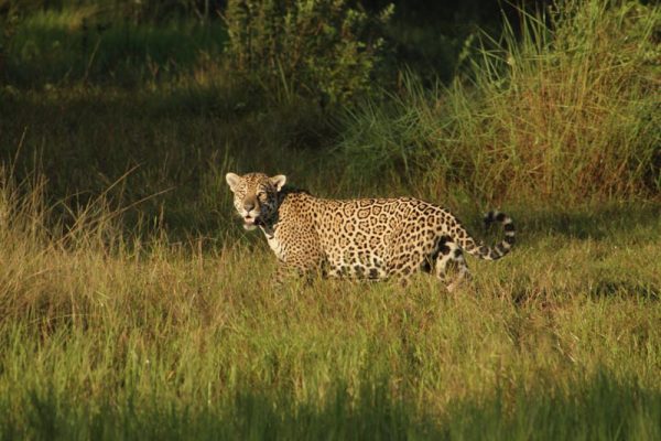 gatuna