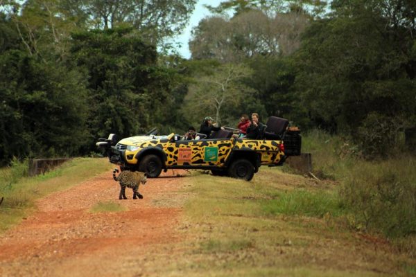 gatuna3
