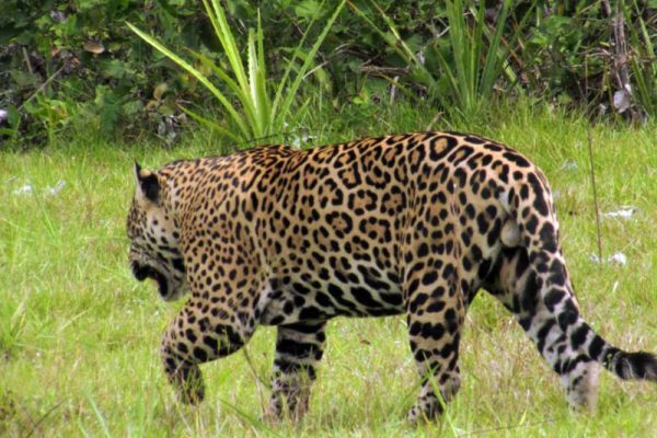 monteiro1
