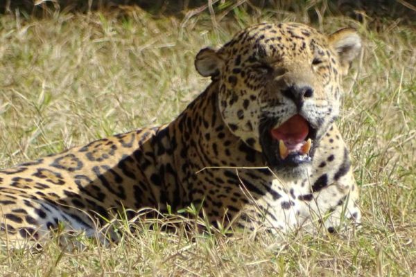 sombra6 Rinoceronte-branco, búfalo, elefante, leopardo e leão, os Big 5 da África - Fotos: Fábio Paschoal