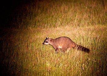 A brief view of a Crab-Eating Fox. You can see that the tail makes up to 50% of the body length A brief view of a Crab-Eating Fox. You can see that the tail makes up to 50% of the body length