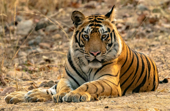 População de tigres no Nepal quase dobrou na última década