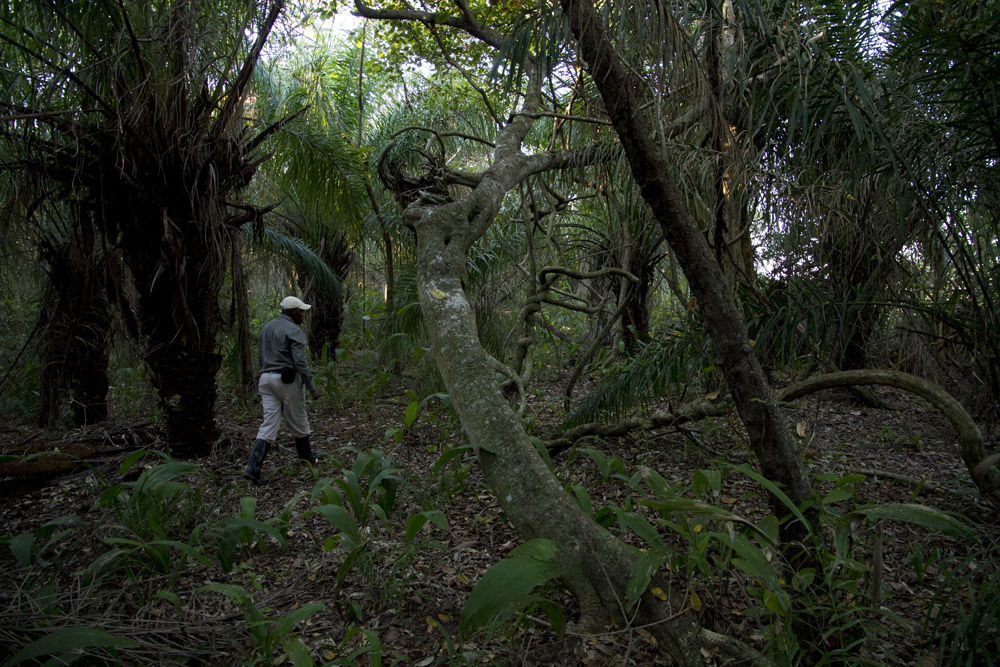 Andrea tracking in one of the forests of Caiman Ecological Refuge