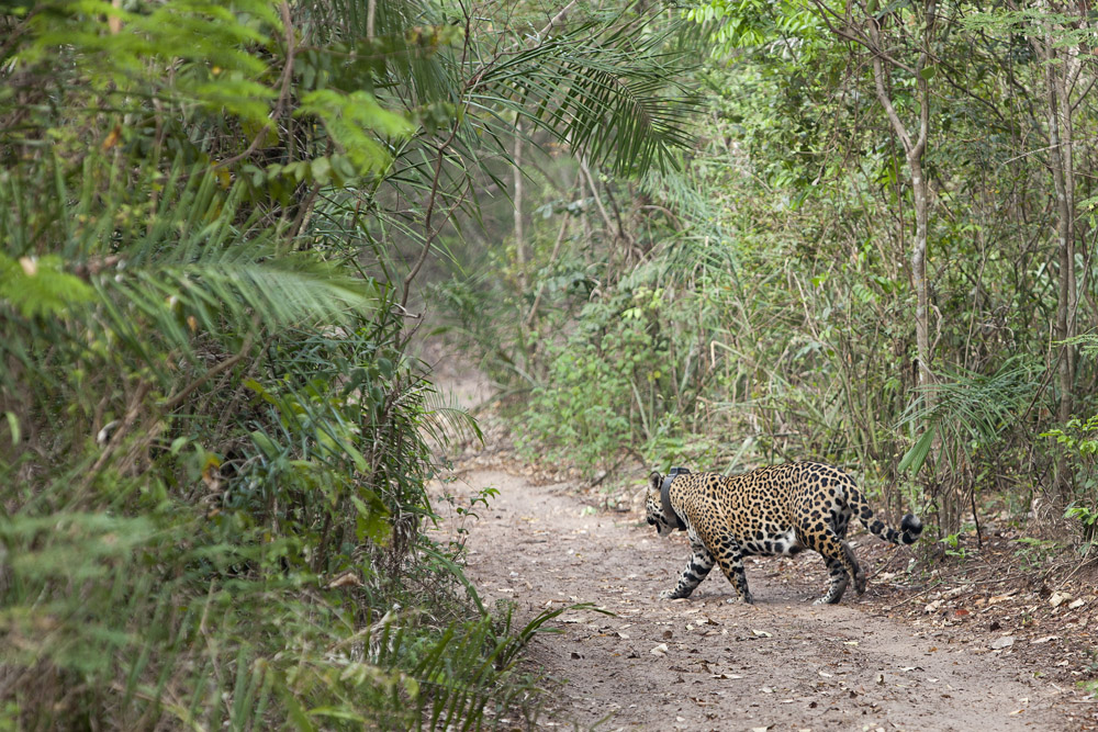 Esperanza crosses the road in front of us. The forests provide the perfect setting for a day time retreat of a jaguar.