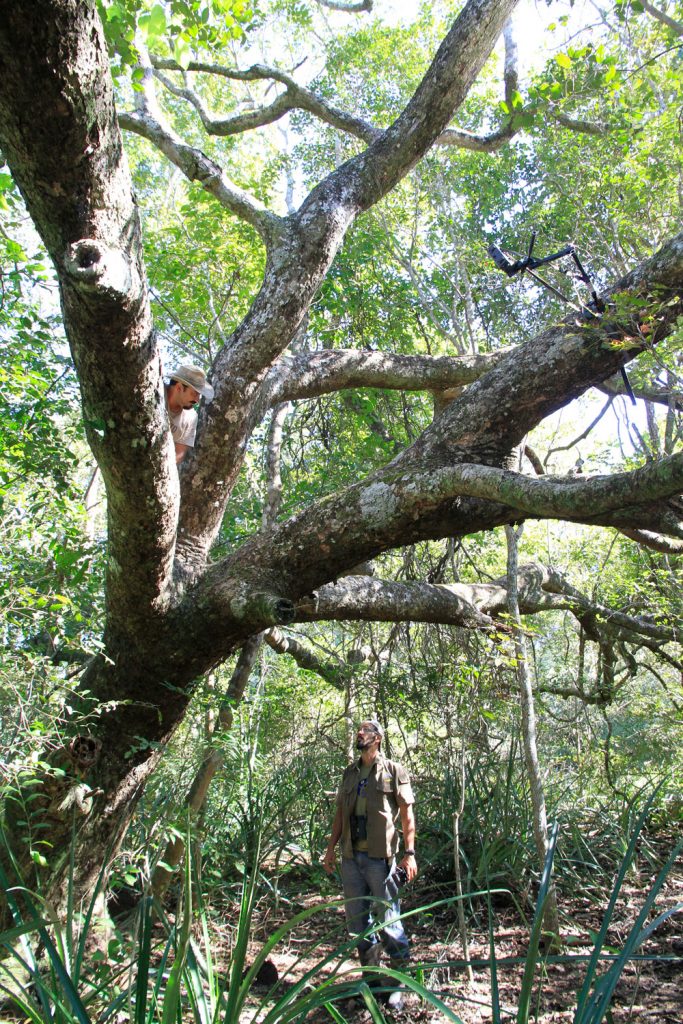 This tree is frequented by a female Jaguar, known by the habituation team as Esperanca