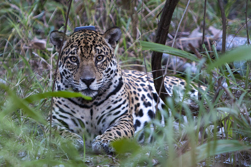 Jaguar - female