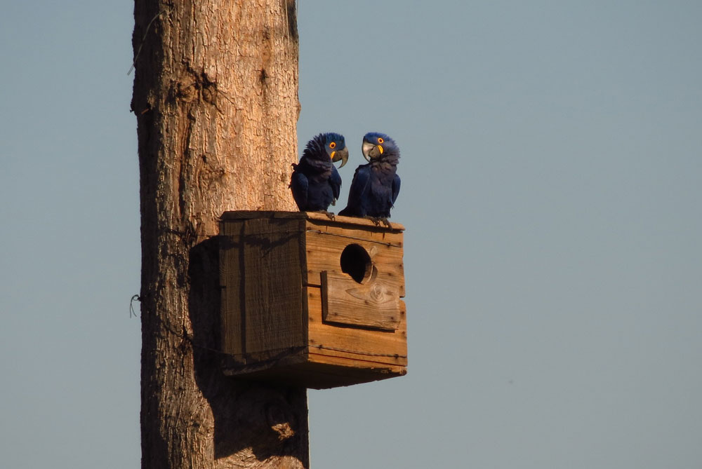 A pair of Hyacinth Macaws make themselves at home on nesting box provided by the Projeto Arara Azul team
