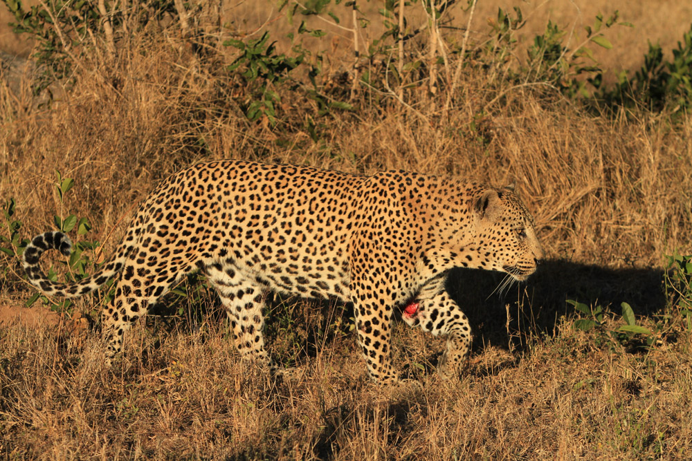 Leopard - big male side on