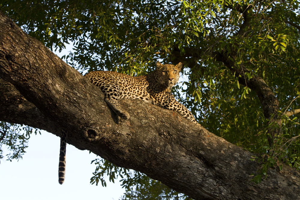 Leopard - young male up in a tree