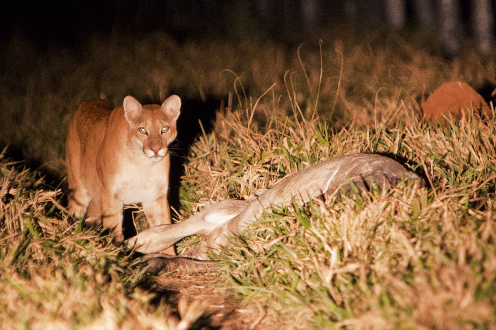 An exceptionally rare picture of a Puma as she starts to feed on a carcass no more then 40 meters from the car!