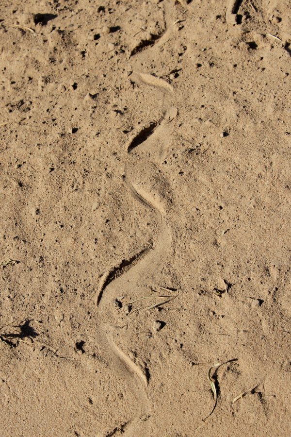 Track of a small snake crossing the road. 