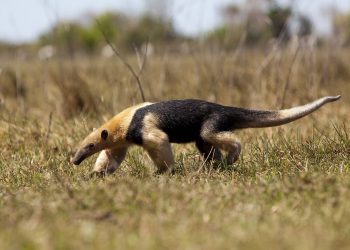 The Lesser Anteater - without a doubt one of the specialities of the Pantanal! The Lesser Anteater - without a doubt one of the specialities of the Pantanal!