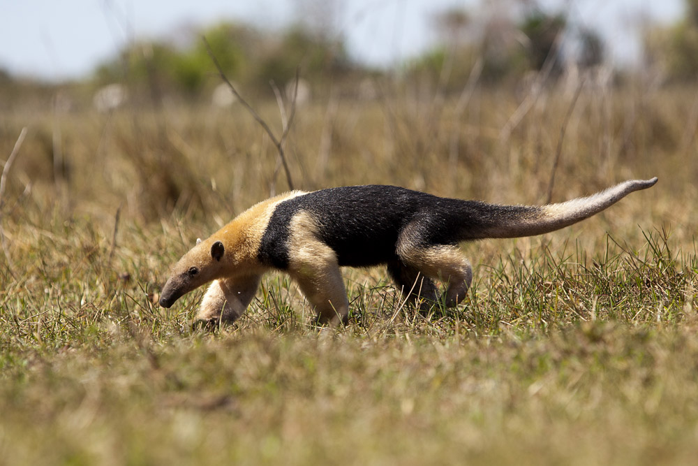 The Lesser Anteater - without a doubt one of the specialities of the Pantanal!
