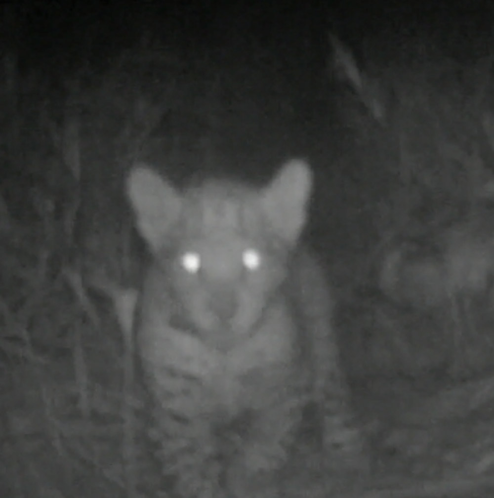 A camera trap picture of Teorema's cub aged 3 and a half months.