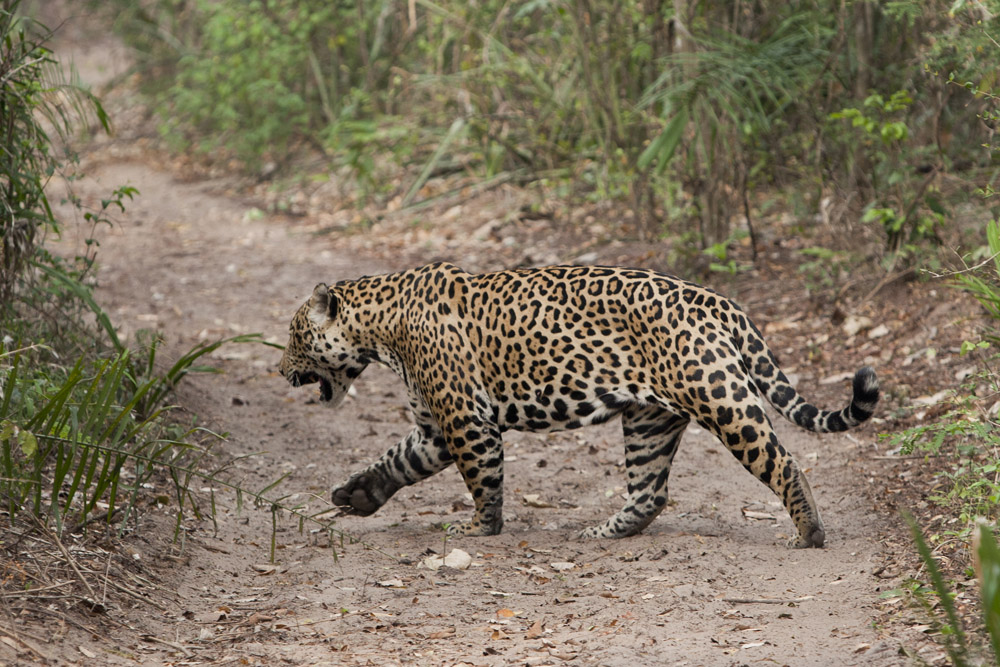 A male jaguar, known to the project as Xavier, crosses the road in pursuit of a female.