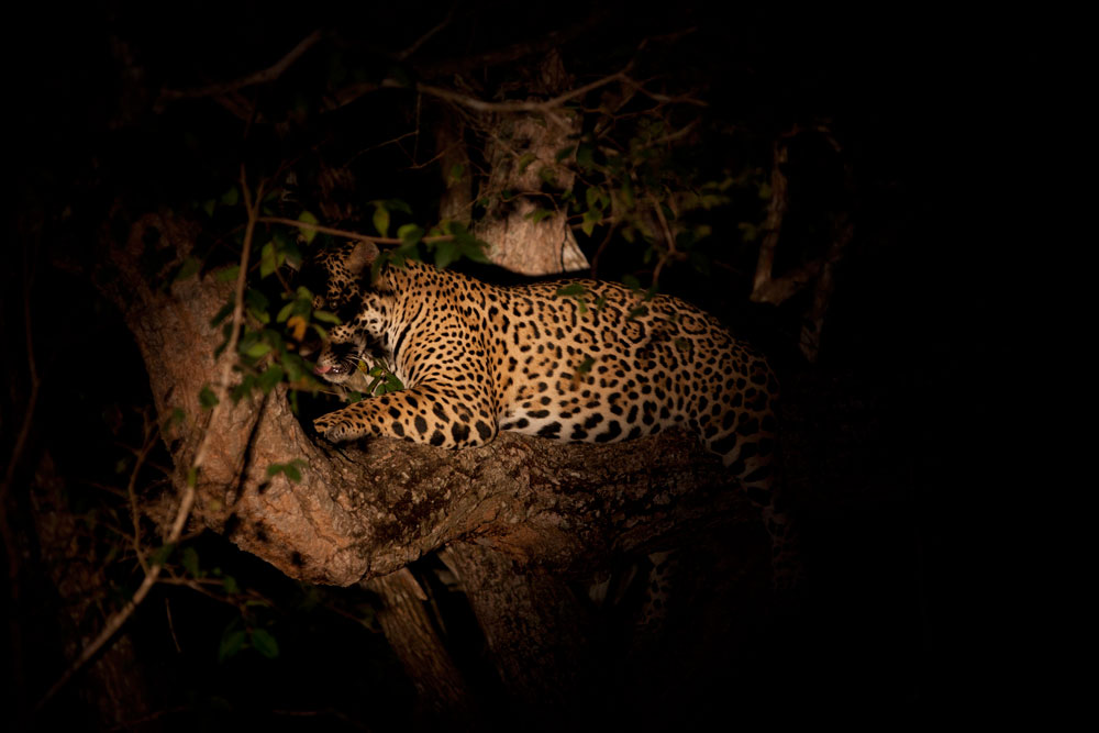 Yara's male sub-adult cub resting in the branches of a tree.