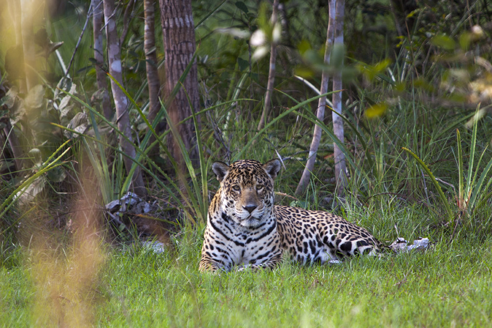 Yara is believed to be the oldest female jaguar that we currently view at Caiman Ecological Refuge. We estimate her to have been born in 2002. The Jaguar Conservation Fund collared her many years ago, in 2005. That collar has since fallen off and she continues to roam around in her old age. She is a very large and relaxed female that oozes power and presence. Sightings and interactions between Yara and Esperanza suggest that there is the possibility that the two may be related. Yara must have had many litters in her life; the one we know very well was in August last year. 
