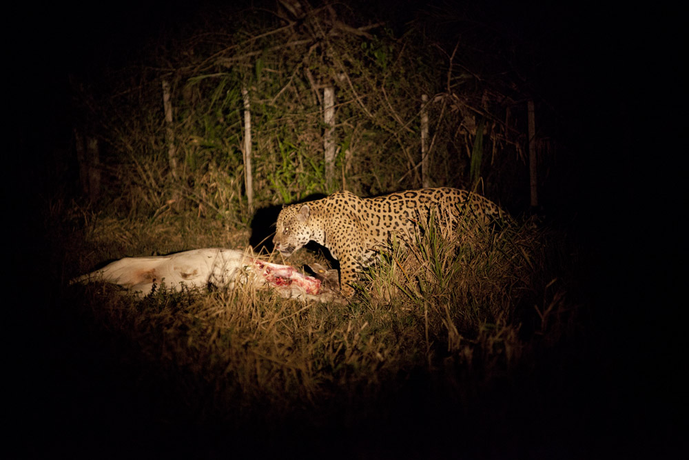 A male jaguar, known as Fantasma, tears apart the carcass of a cow. 