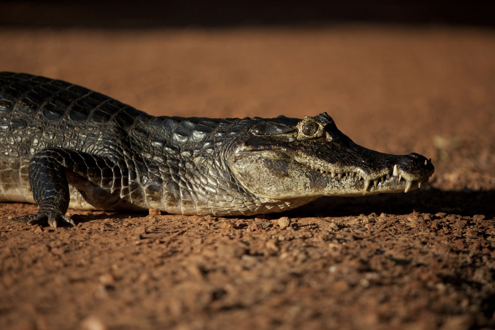 I believe that the carcasses of Caiman are often dragged into the deep thickets and forests, this results in us hardly ever finding their remains.