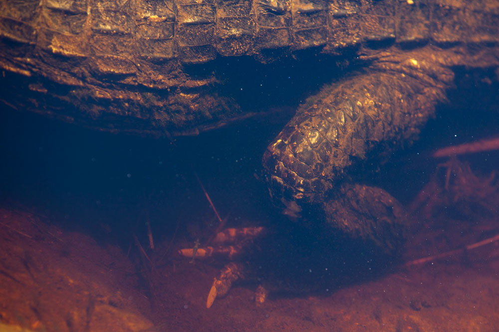 An unusual view of a portion of a Caiman under water
