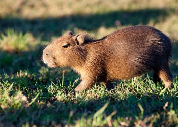 A capybara should be able to live up to 10 years in the wild, but with high predation they are lucky to live to 4 or 5.