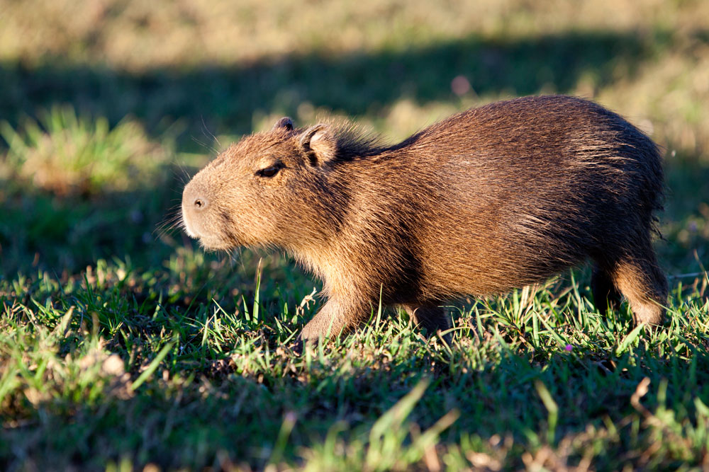 A capybara should be able to live up to 10 years in the wild, but with high predation they are lucky to live to 4 or 5.
