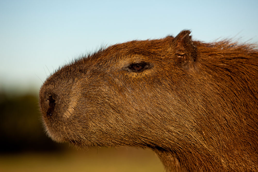 Capivara - Dicio, Dicionário Online de Português