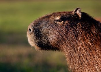 Capybaras are coprophagous, meaning they eat their own feces. This helps to   digest the cellulose in the grass that forms their normal diet.