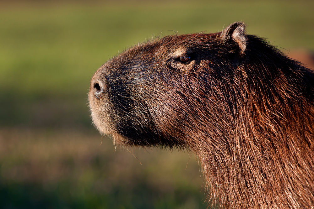 Capybaras are coprophagous, meaning they eat their own feces. This helps to digest the cellulose in the grass that forms their normal diet.