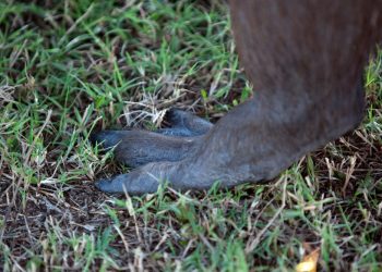 The webbed feet also aid in swimming. Capybara face predation from Jaguar, Caiman and Anacondas