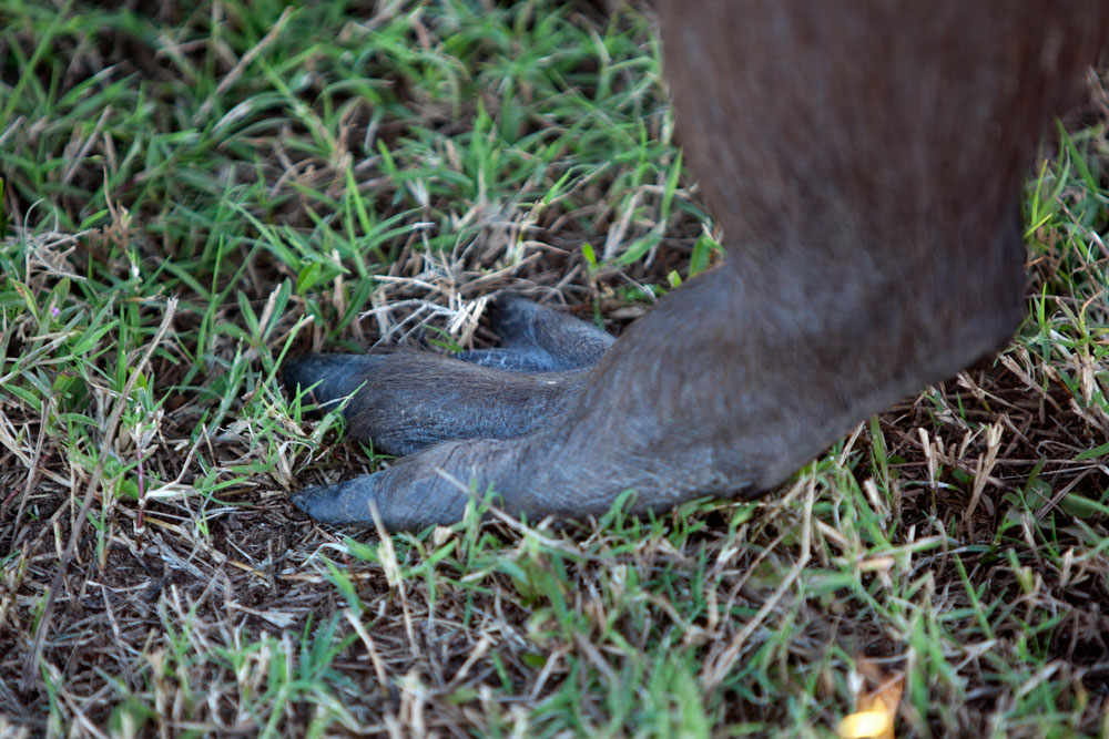 The webbed feet also aid in swimming. Capybara face predation from Jaguar, Caiman and Anacondas