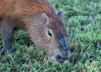 You can see the gland on the top of the nose of the male. It is assumed that this gland secretes a substance that is used to help mark territory. You can see the gland on the top of the nose of the male. It is assumed that this gland secretes a substance that is used to help mark territory.