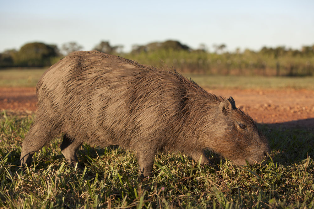 The Capybara is a crucial component in a Jaguars diet