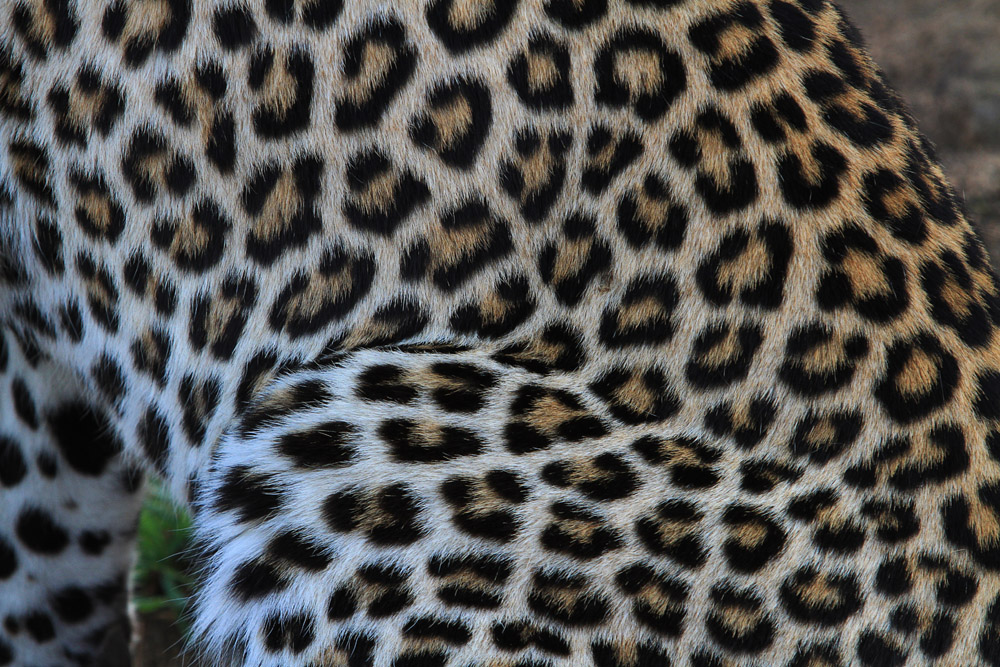 Leopard - smaller, more compact rosettes
