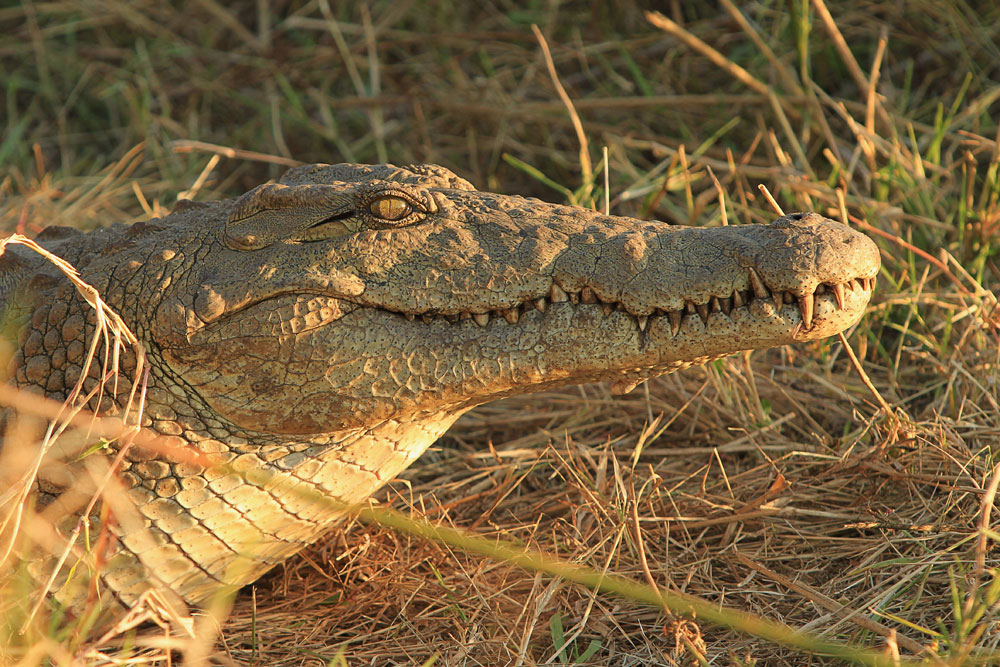 A picture I took of a Nile Crocodile back in South Africa. Im sure you will find it interesting to compare the two