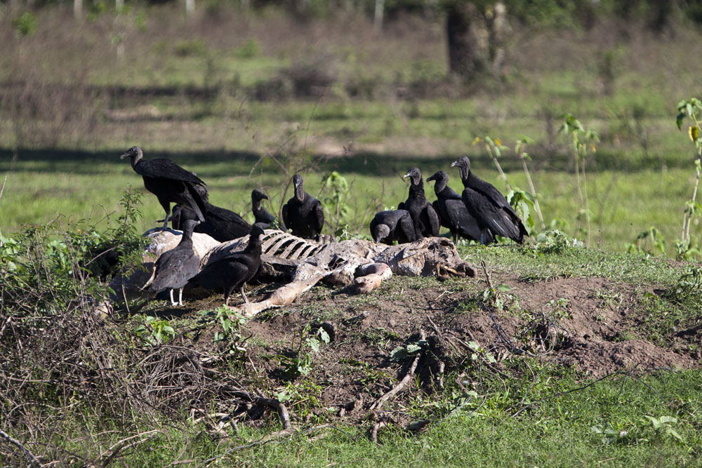 Black Vultures pick away at the decaying carcass of a young cow. This bull was killed a week before this was taken.