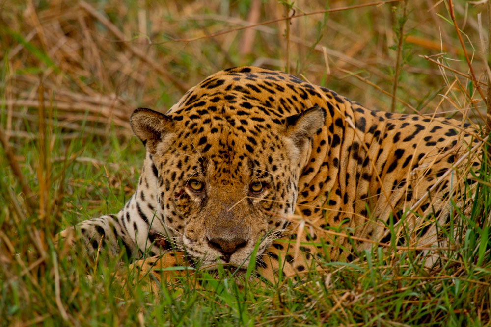 Fantasma: the large male Jaguar - Diogo 