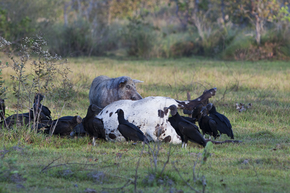 The Feral Pigs in the Pantanal eat just about anything.
