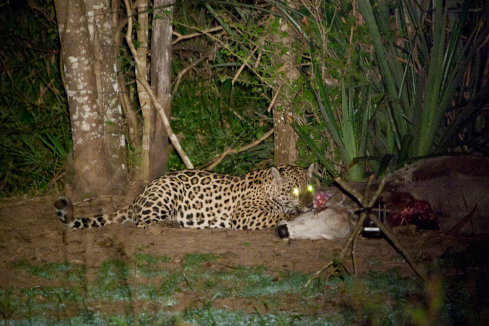 Garoa, the young female without the collar, starts to feed on the carcass