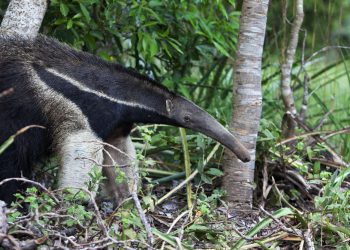 The Giant Anteater... remarked to be one of the more difficult animals to overpower. The Giant Anteater... remarked to be one of the more difficult animals to overpower.