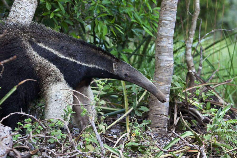 The Giant Anteater... remarked to be one of the more difficult animals to overpower.
