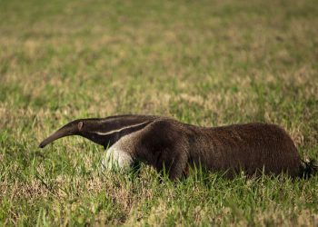 Giant Anteater Giant Anteater